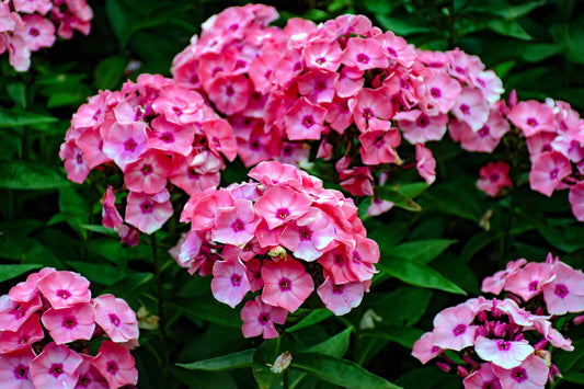 100 Brilliant Phlox Drummondii Two Tone Pink Flower Seeds | www.seedsplantworld.com