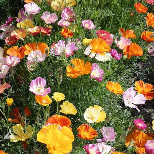 200 Ballerina Mix California Poppy Seeds Flower Seeds | www.seedsplantworld.com