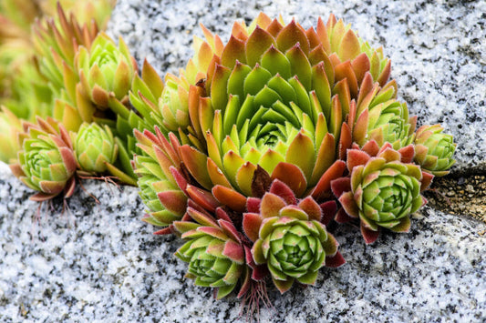 50 Mountain Houseleek Hens & Chicks Sempervivum Montanum Green Red Pink Seeds | www.seedsplantworld.com