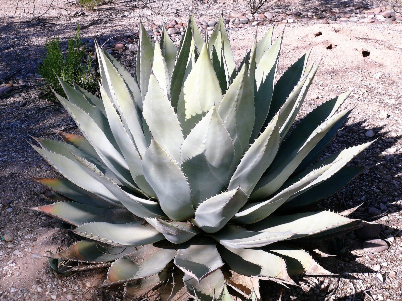 5 Artichoke Agave Parry'S Huachuca Parryi Huachucensis Succulent Cactus Seeds | www.seedsplantworld.com