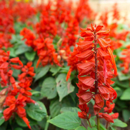 100+ Scarlet Sage Salvia Coccinea NON-GMO Perennial Herb Seeds | www.seedsplantworld.com