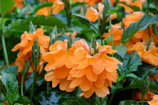 10 Orange Marmalade Crossandra Infundibuliformis Firecracker Flower House Seeds | www.seedsplantworld.com