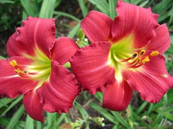 Daylily Ruby Stella Live Perennial Bare Root Bulb Plant | www.seedsplantworld.com