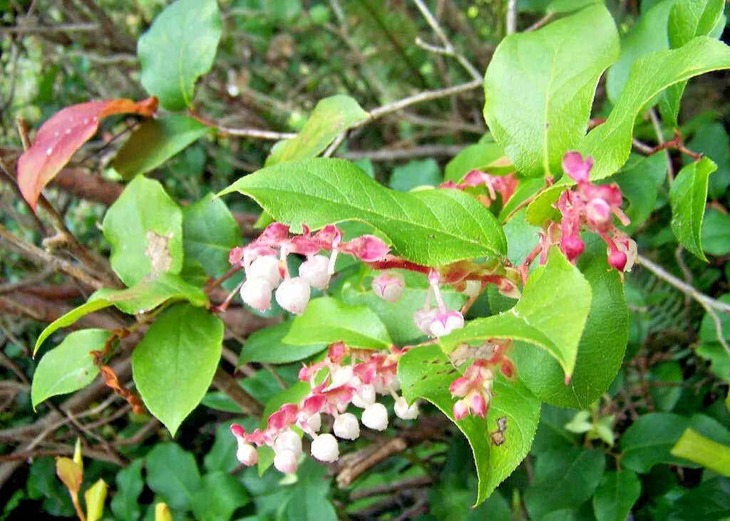 Salal Shalon, Gaultheria 1000 Seeds | www.seedsplantworld.com