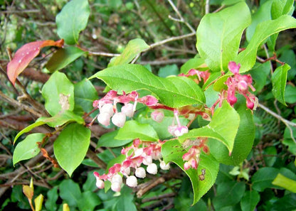 Salal Shalon, Gaultheria 1000 Seeds | www.seedsplantworld.com