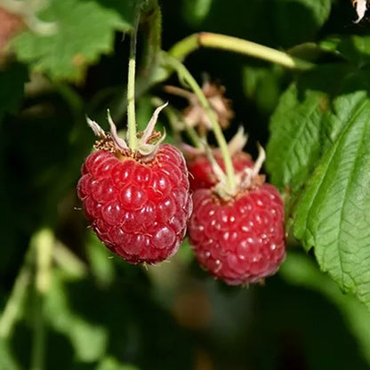 1 Joan J Everbearing Primocane Live Red Raspberry Plant (1-2 Yr Old) Fruit Plant