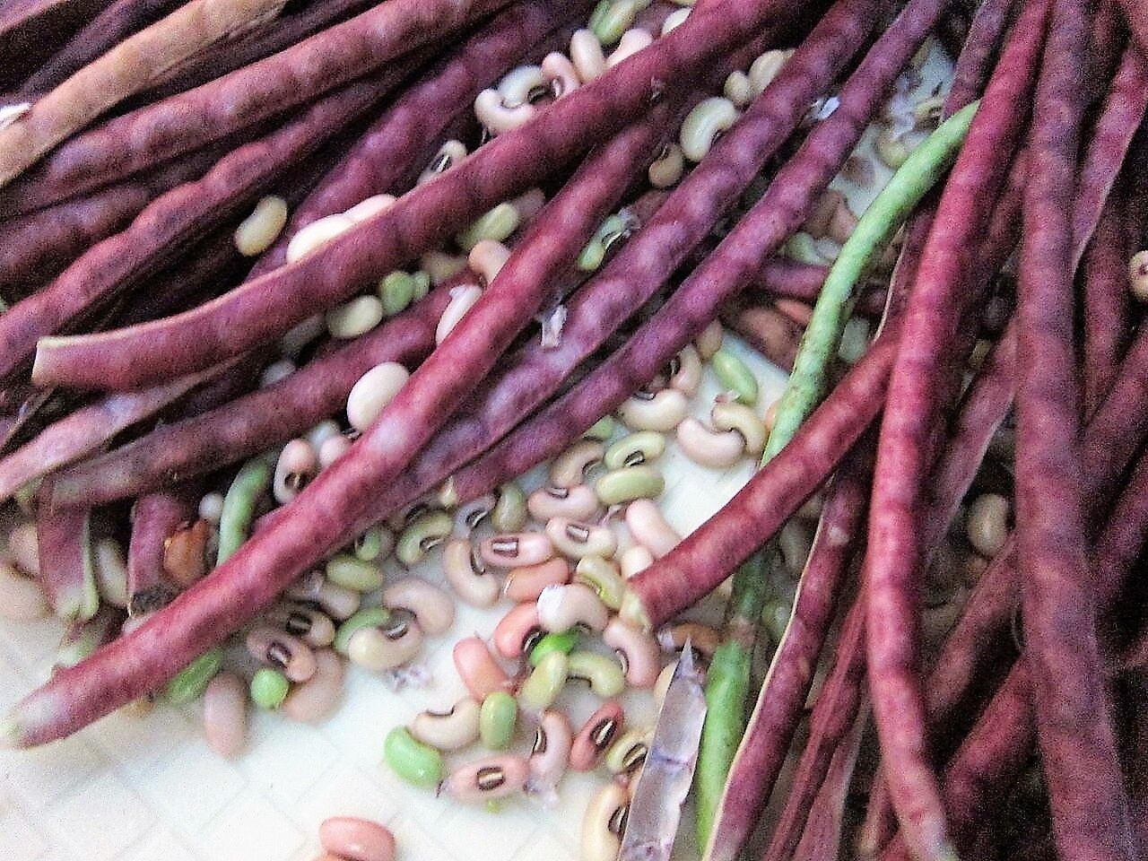 25 Red Noodle Bean Yard Long Asparagus Bean Chinese Phaseolus Vegetable Seeds | www.seedsplantworld.com