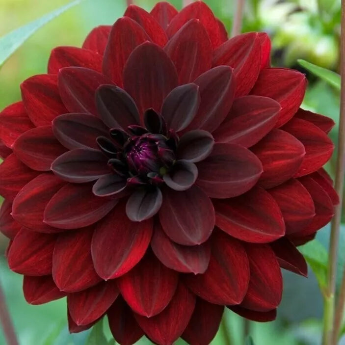 1 Arabian Night Large Decorative Dahlia Bulb Tuber Clump Bold Blackish Red Bulbs Plant