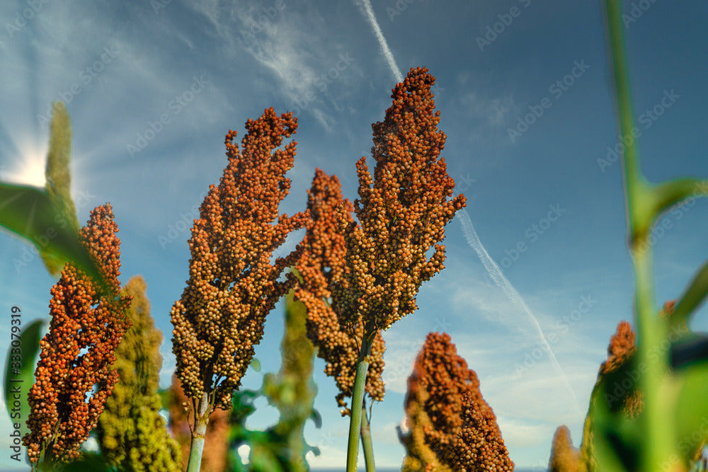 90 Sorghum Multi-Colored Upright Fast Growing 7-12' Tall Vegetable Seeds | www.seedsplantworld.com