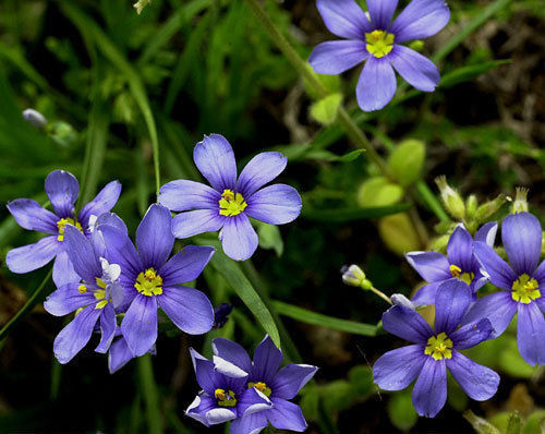 100 Blue-Eyed Grass Flowering Perennial Flower Seeds | www.seedsplantworld.com