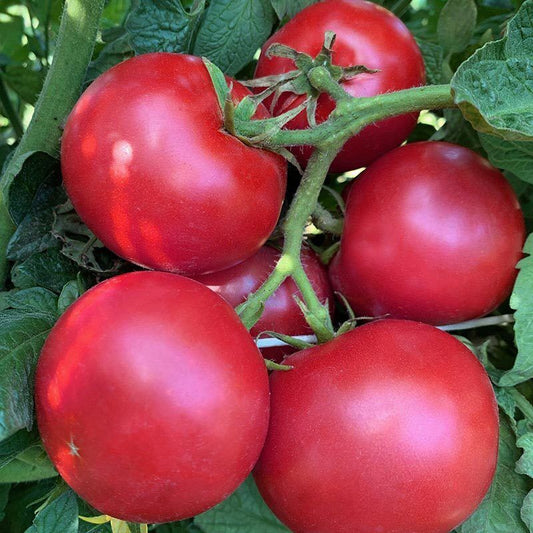 50 Ct Eva Purple Ball Tomato Heirloom NON-GMO Vegetable Seeds | www.seedsplantworld.com