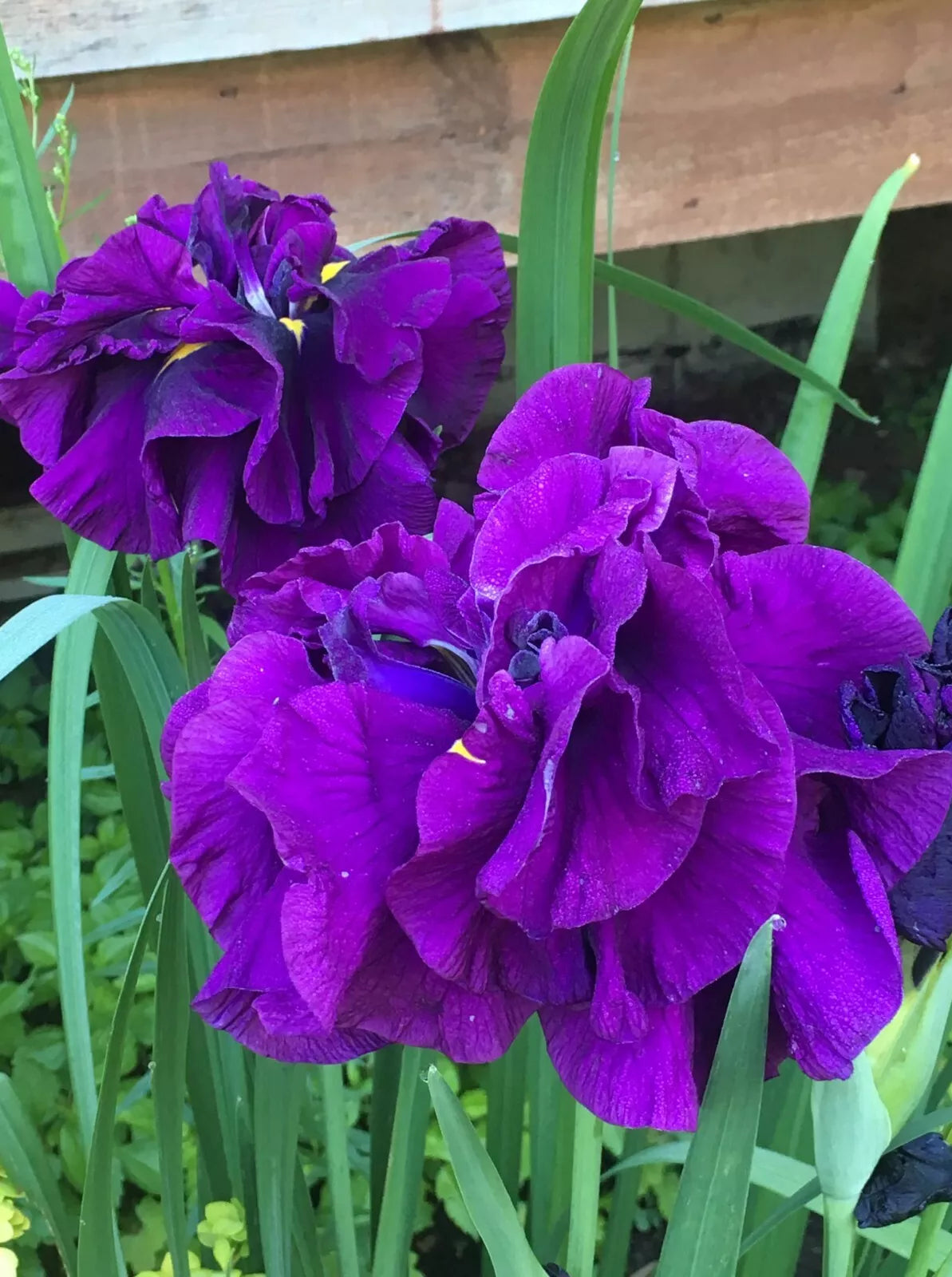 1 Japanese Iris Blueberry Pie Bare Root Rhizome Huge 6" Perennial Blooms Rooted Plant | www.seedsplantworld.com