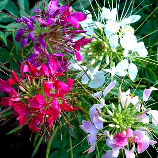 100 Mixed Colors Cleome Seeds Non-GMO Flower Seeds | www.seedsplantworld.com