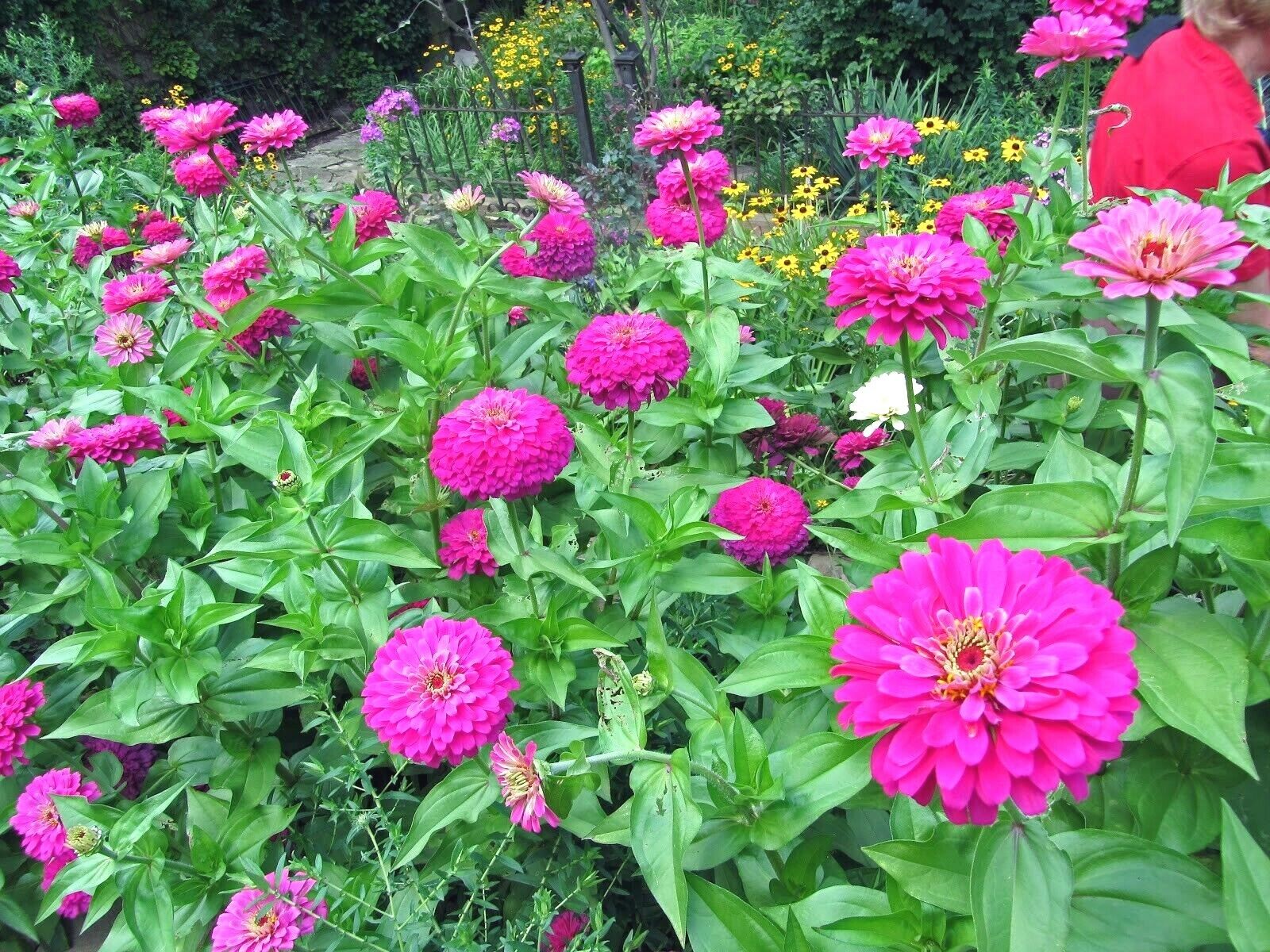 300 Purple Zinnia Flower Seeds | www.seedsplantworld.com