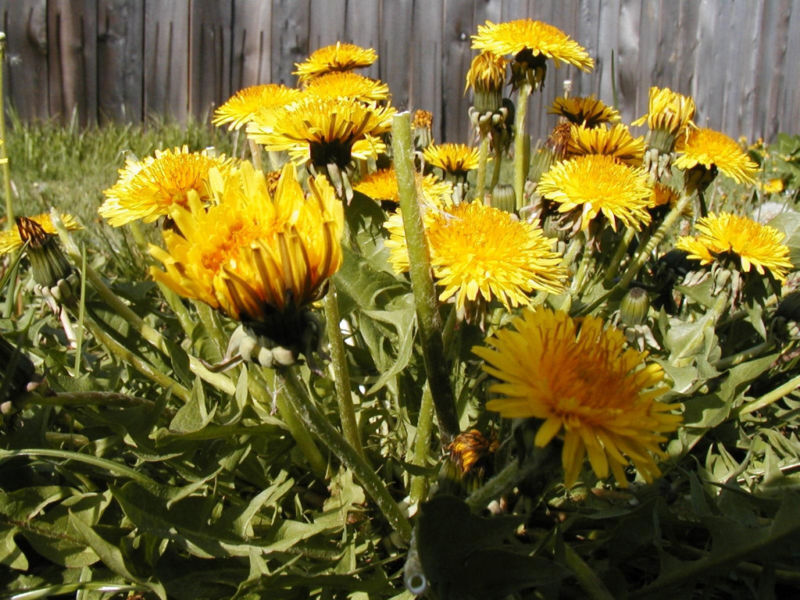 5000 Dandelion Bulk! Perennial Yellow Flower Seeds | www.seedsplantworld.com