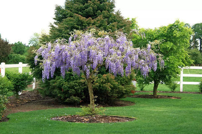 Purple Wisteria Live Plant 6-12" In Height And In A 2.5" Pot