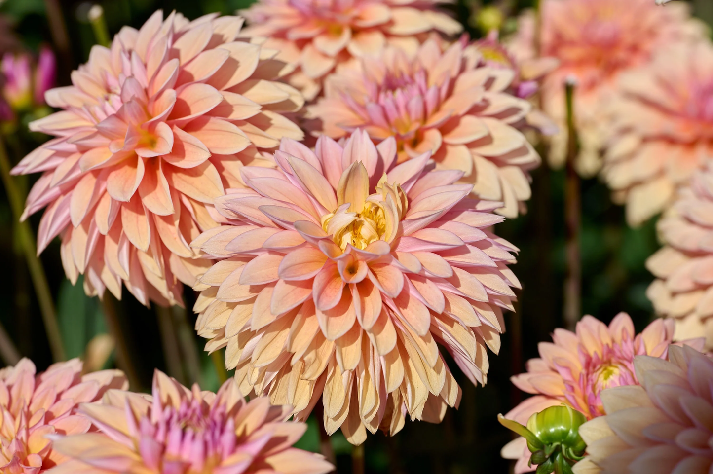 50 Watercolor Mix Dahlia Variabilis Double Bloom Mixed Colors Flower Seeds | www.seedsplantworld.com