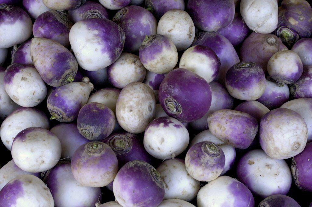 500+ Rutabaga American Purple Top NON-GMO Heirloom Vegetable Seeds | www.seedsplantworld.com