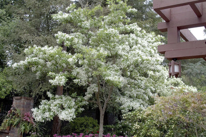 White Fringe Tree Quart Pot Live Plant In A Quart Pot 6-12"