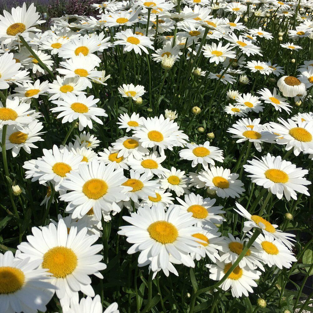 200+ Shasta Daisy Flower Seeds | www.seedsplantworld.com