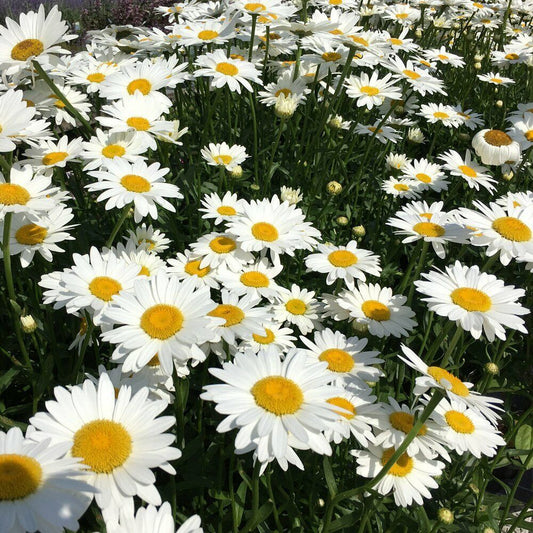 200+ Shasta Daisy Flower Seeds | www.seedsplantworld.com