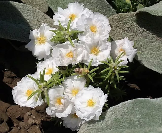 100 White Portulaca Grandiflora / Moss Rose Flower Seeds | www.seedsplantworld.com