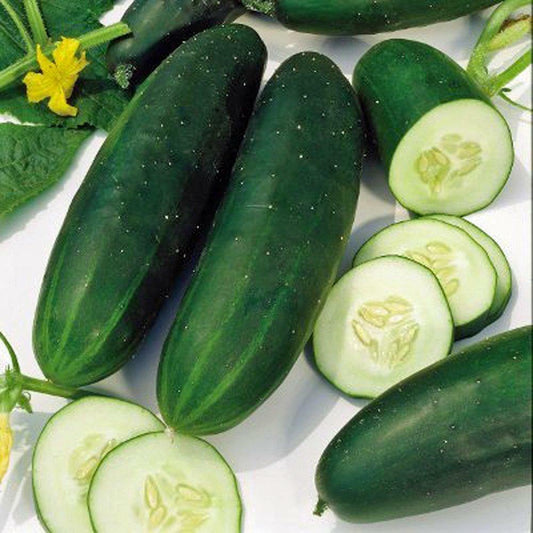 50+ Straight Eight Cucumber Garden NON-GMO Vegetable Seeds | www.seedsplantworld.com