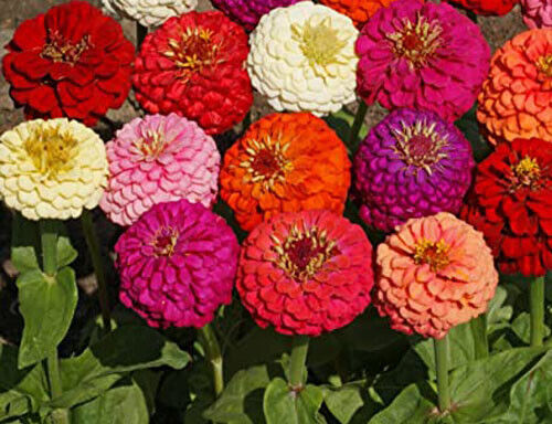 100 Dahlia Flowered Mix Flower Seeds