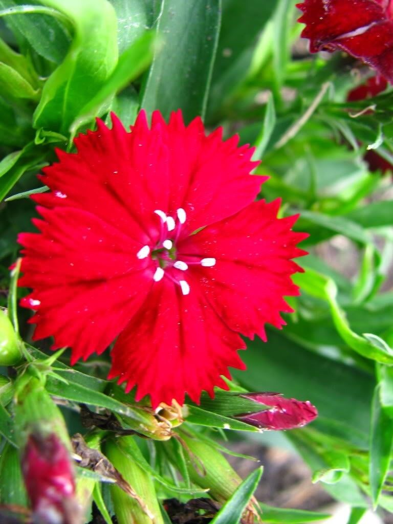 100 Red Cardinal Dianthus Caryophyllaceae Flower Seeds | www.seedsplantworld.com