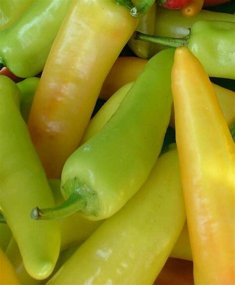 50+ Hungarian Hot Wax Pepper Hot NON-GMO Vegetable Seeds | www.seedsplantworld.com