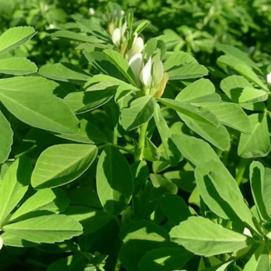 100 Fenugreek Seeds Non-Gmo Heirloom Fresh Garden Seeds Herb Seeds | www.seedsplantworld.com