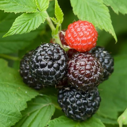 1 Cumberland Live Black Raspberry Plant Pruned And Ready For Planting (1-2 Yr Old) Fruit Plant