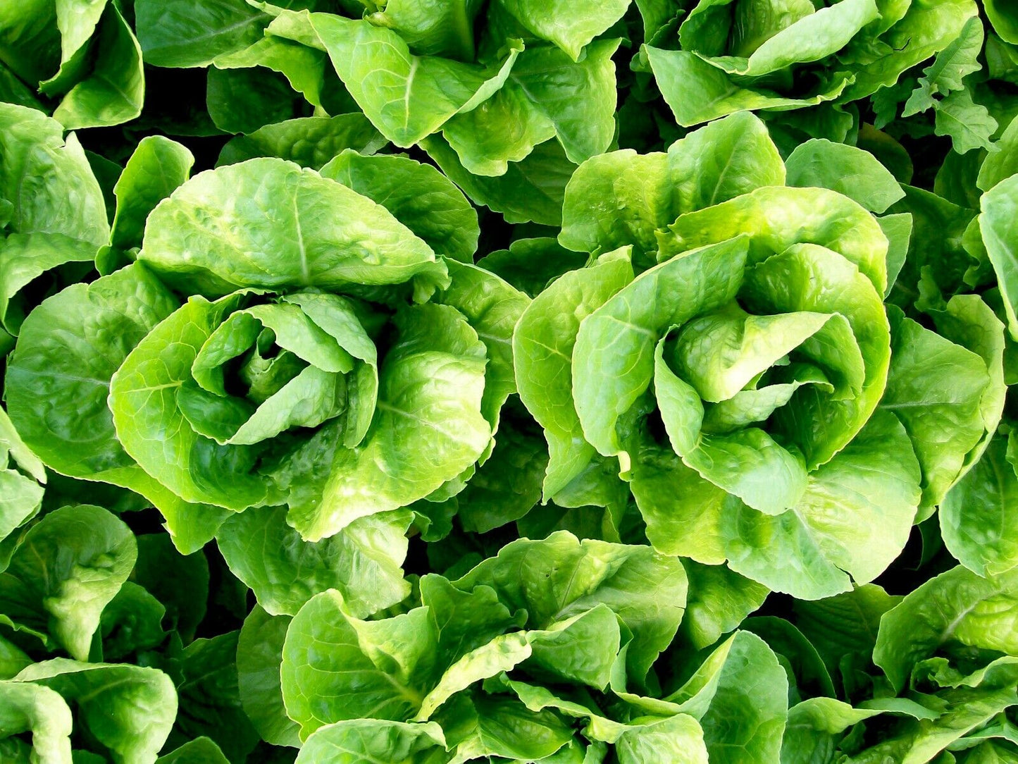 600+ Parris Island Cos Romaine Lettuce NON-GMO Vegetable Seeds | www.seedsplantworld.com