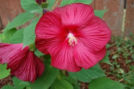 25 Hot Pink Hibiscus Moscheutos Vintage Grenache Bush Flower Seeds | www.seedsplantworld.com