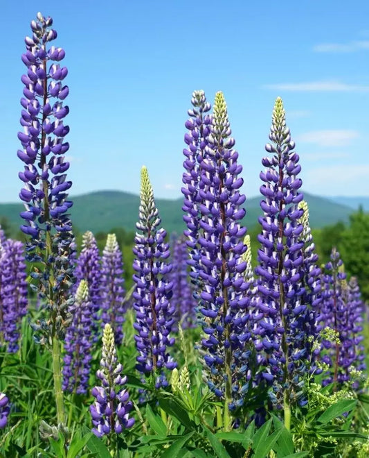 Tall Blue And White Lupine 50 Seeds