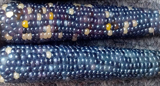 20 Mini Blue Glass Gem Corn Miniature Ornamental Edible Zea Mays Vegetable Seeds | www.seedsplantworld.com