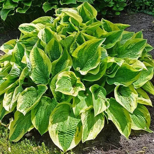 1 Wide Brim Hosta Bare Root Perennial Plant Thrives In Shady Areas Rooted Plant