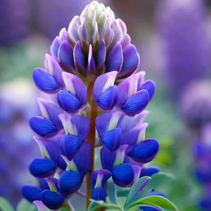 20 Arroyo Lupine Seeds Non-GMO Flower Seeds | www.seedsplantworld.com