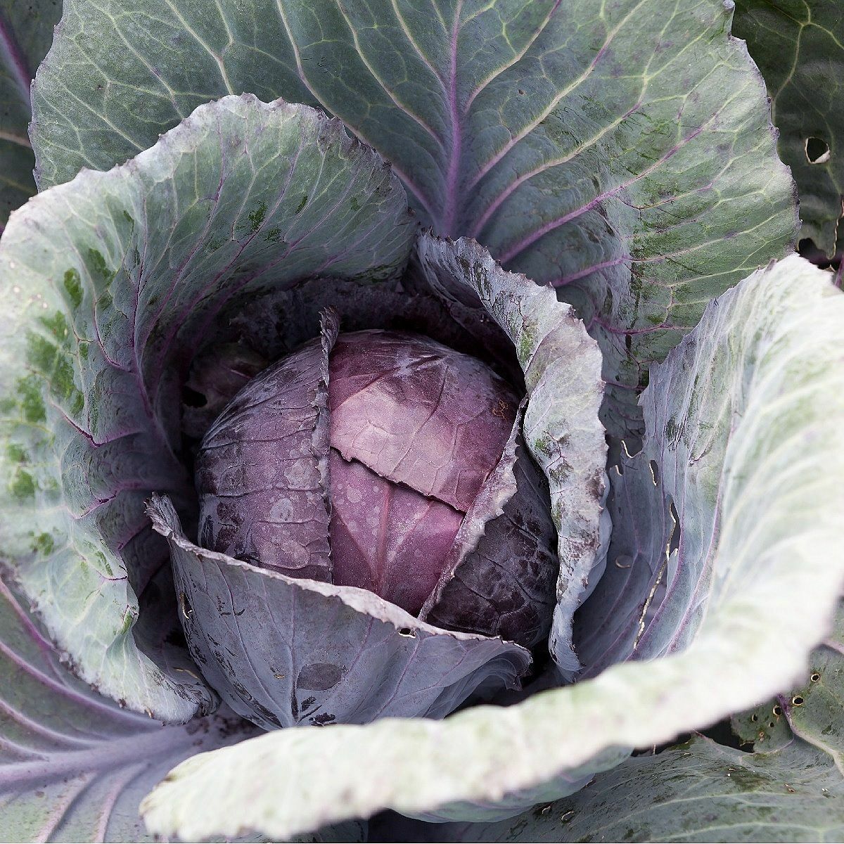 500+ Red Acre Cabbage Garden NON-GMO Vegetable Seeds | www.seedsplantworld.com