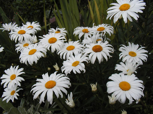 130 Daisy Shasta Dwarf Perennial White Flower Seeds | www.seedsplantworld.com