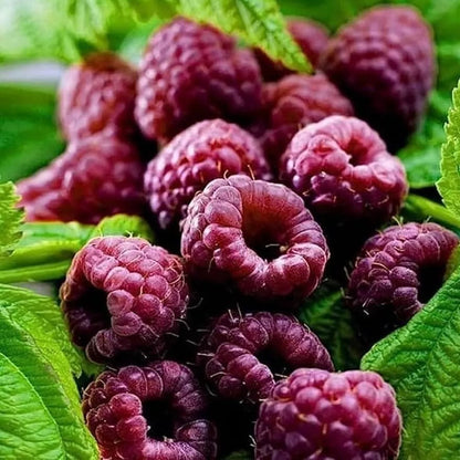 1 Purple Royalty Live Raspberry Plant All Natural Grown Spring Shipping Fruit Tree