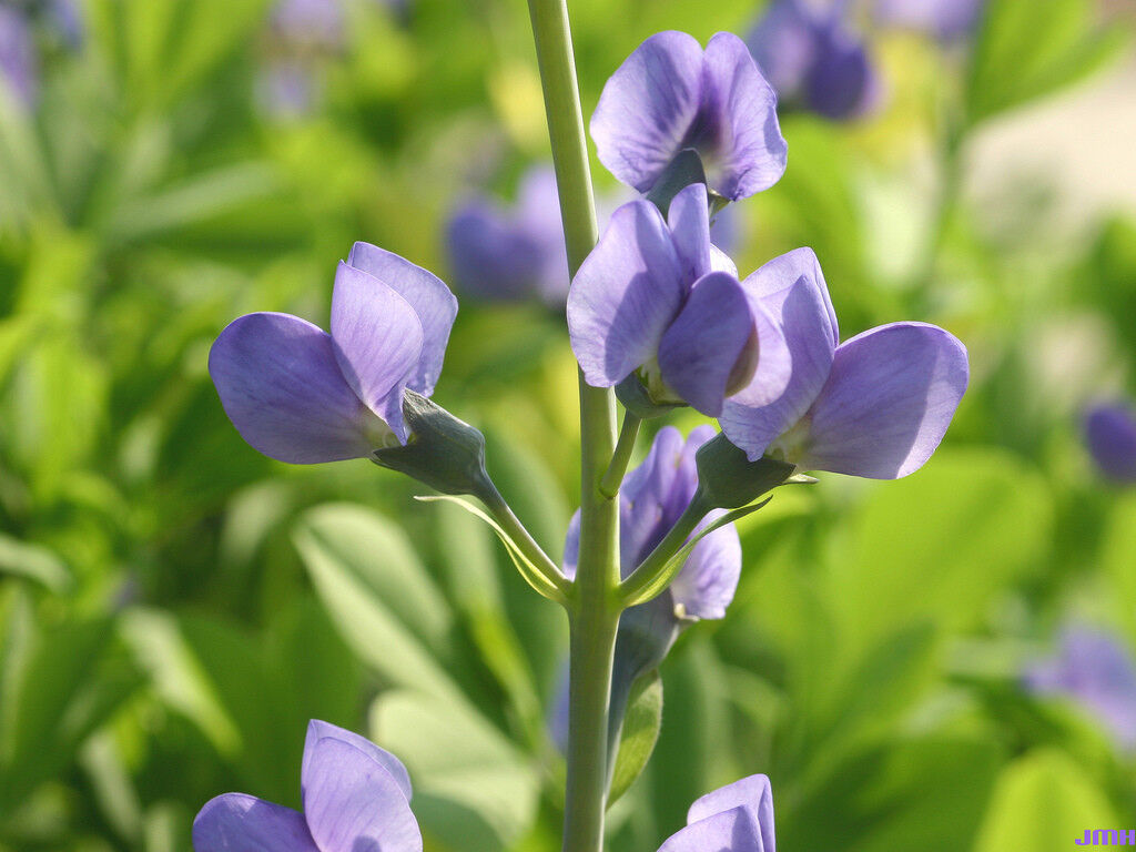 31 Indigo Blue Perennial Wildflower Flower Seeds | www.seedsplantworld.com