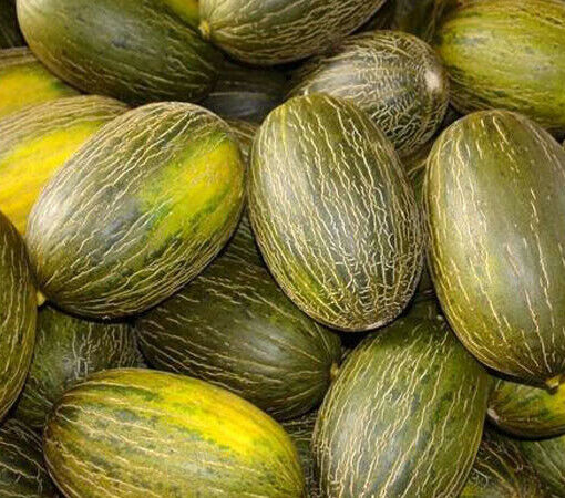 25+ Piel De Sapo Melon "Santa Claus" NON-GMO Fruit Seeds | www.seedsplantworld.com