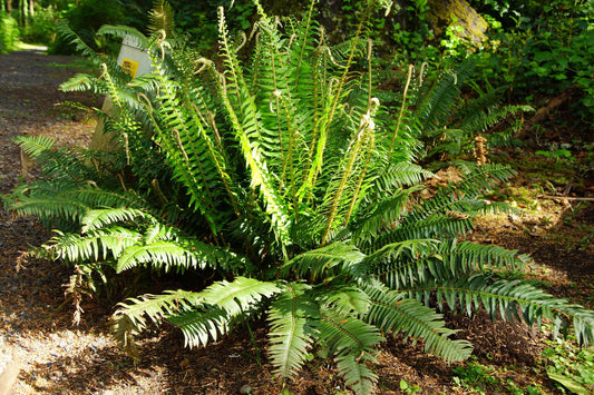 Western Sward Fern, 2020 Spores, Seeds