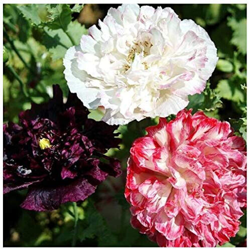 170 Poppy Antique Flemish Poppy Double Mix Flower Seeds | www.seedsplantworld.com