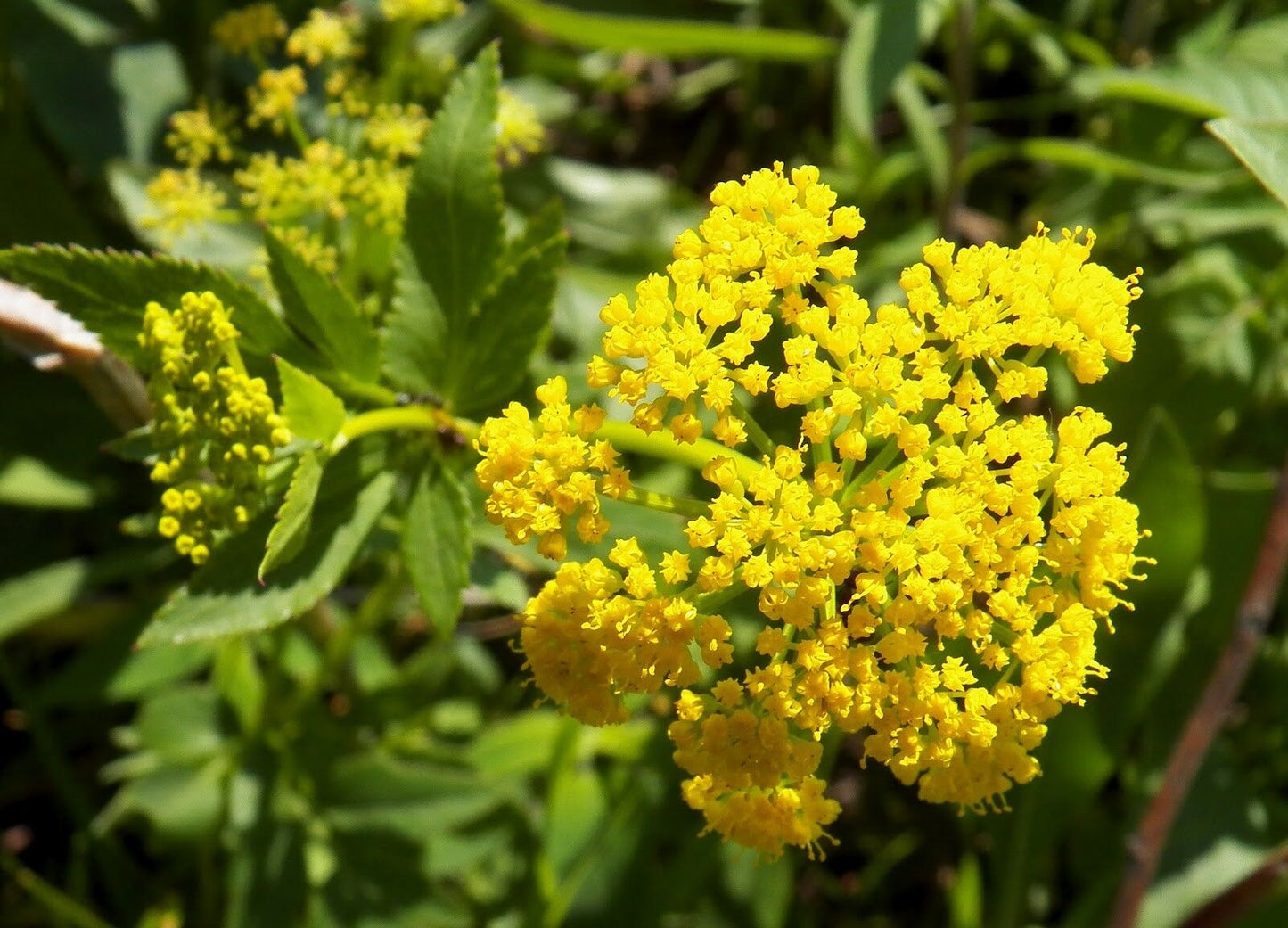 95 Golden Alexanders Golden Zizia Yellow Flower Flower Seeds | www.seedsplantworld.com