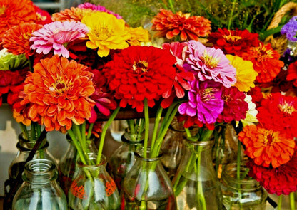 300 Giant Dahlia Zinnia Mix Flower Seeds