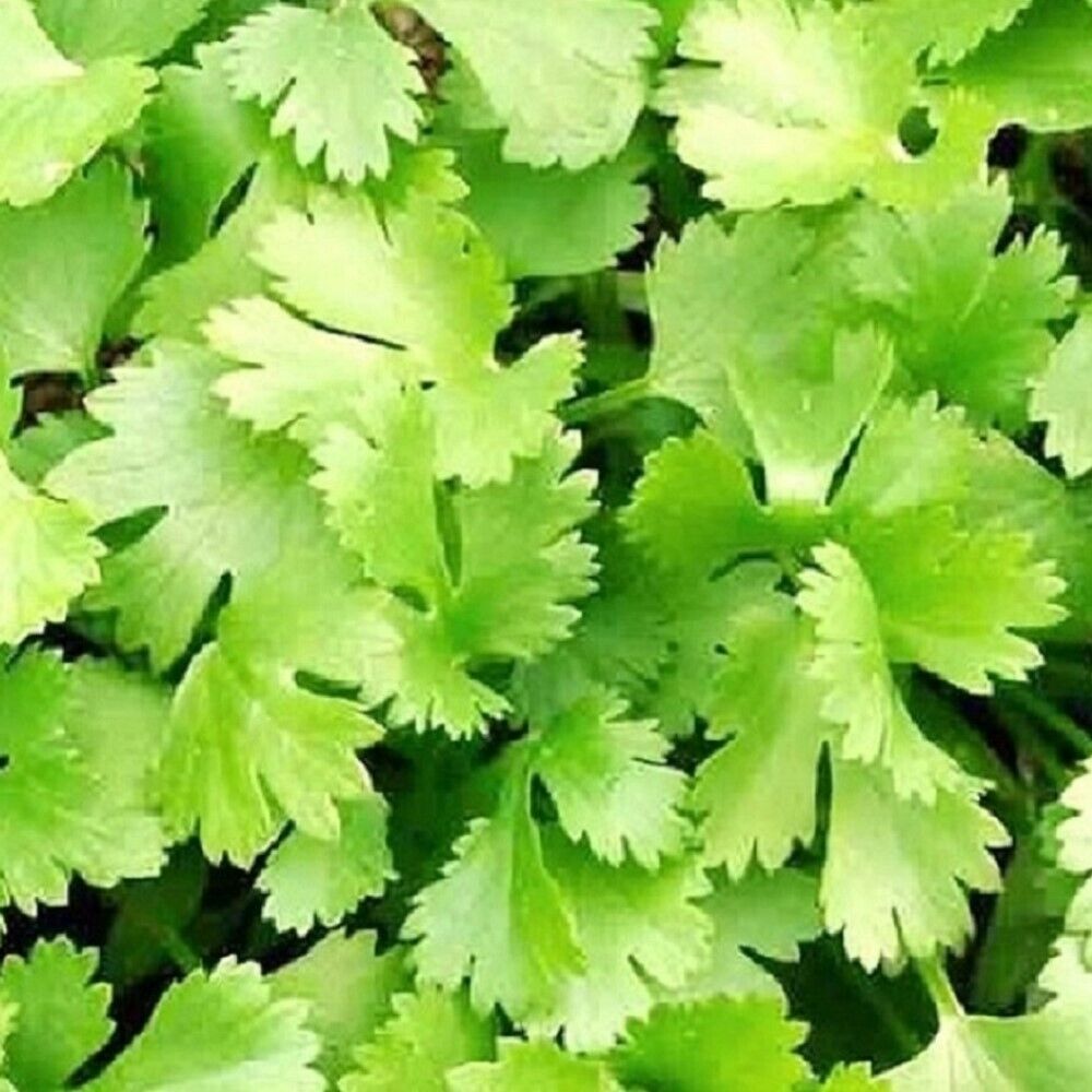 100 Cilantro NON-GMO Heirloom Herb Seeds | www.seedsplantworld.com