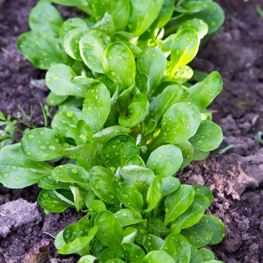 500+ Dutch Corn Salad Broad Leaved Mache Greens Garden Vegetable Seeds | www.seedsplantworld.com