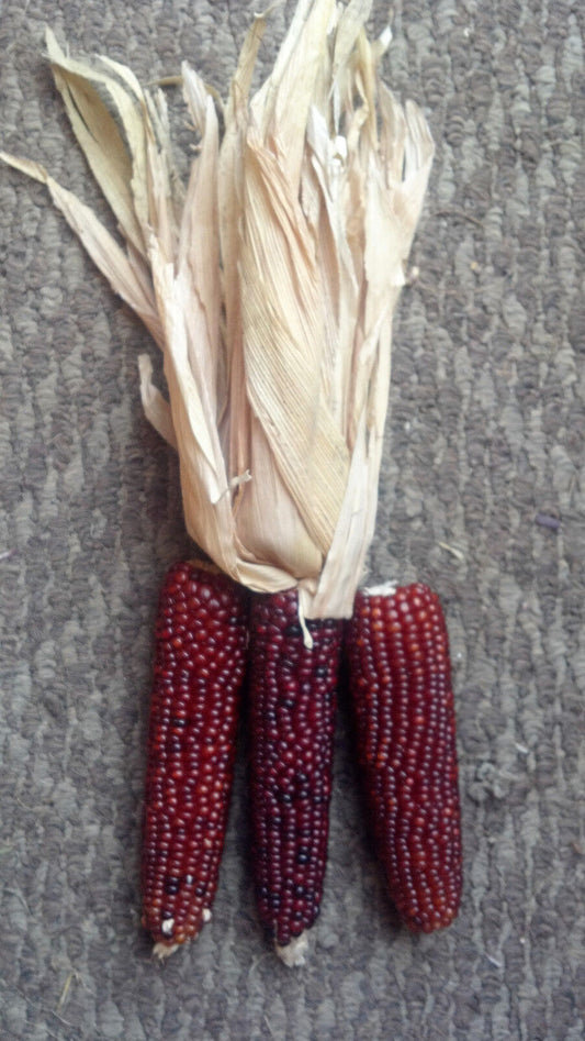 20 Mini 'Burnt Orange' Corn Miniature Dark Ornamental Zea Mays Vegetable Seeds | www.seedsplantworld.com